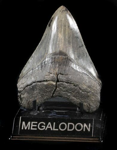 Glossy, Serrated, Megalodon Tooth - Georgia #36831